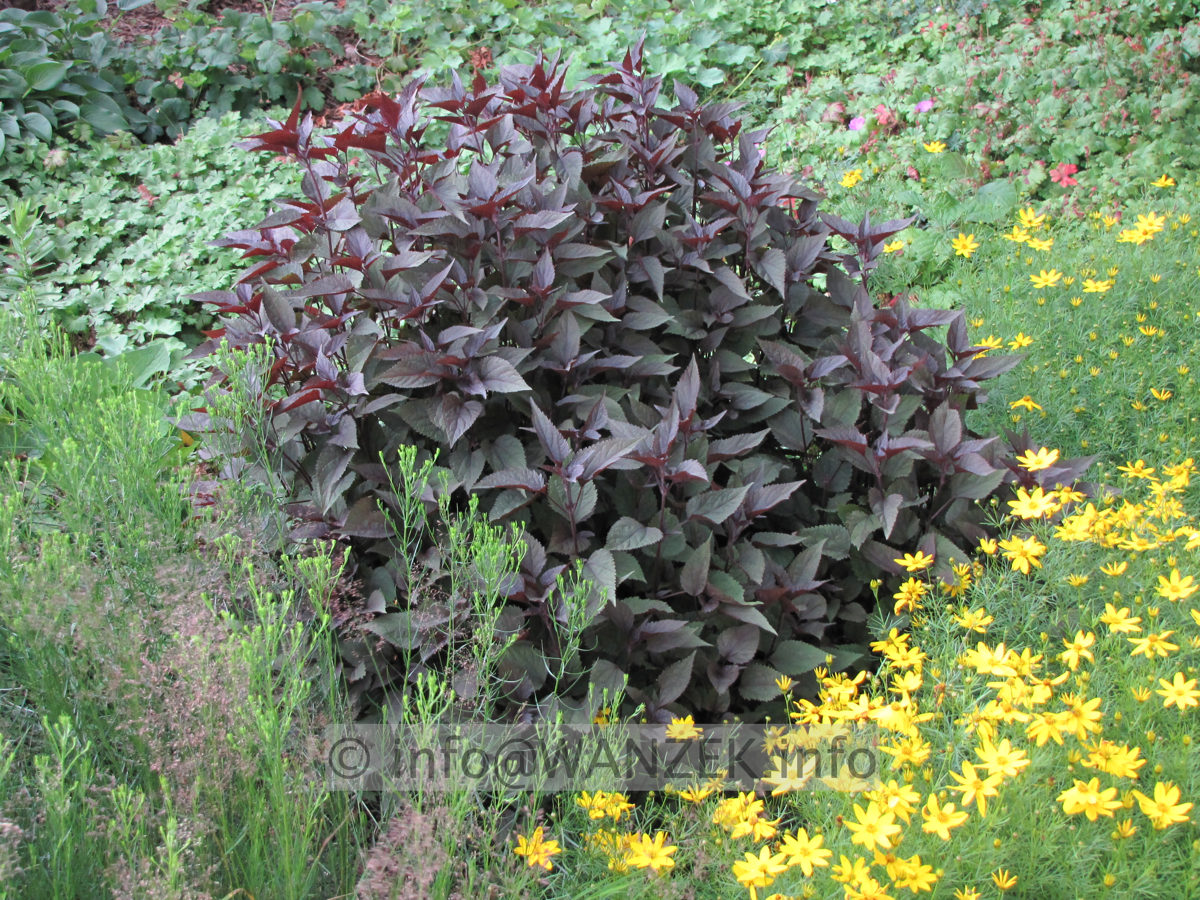 Eupatorium rugosum Chocolate - Austrieb.JPG